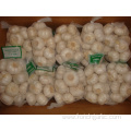 Size of 4.5cm Pure White Garlic